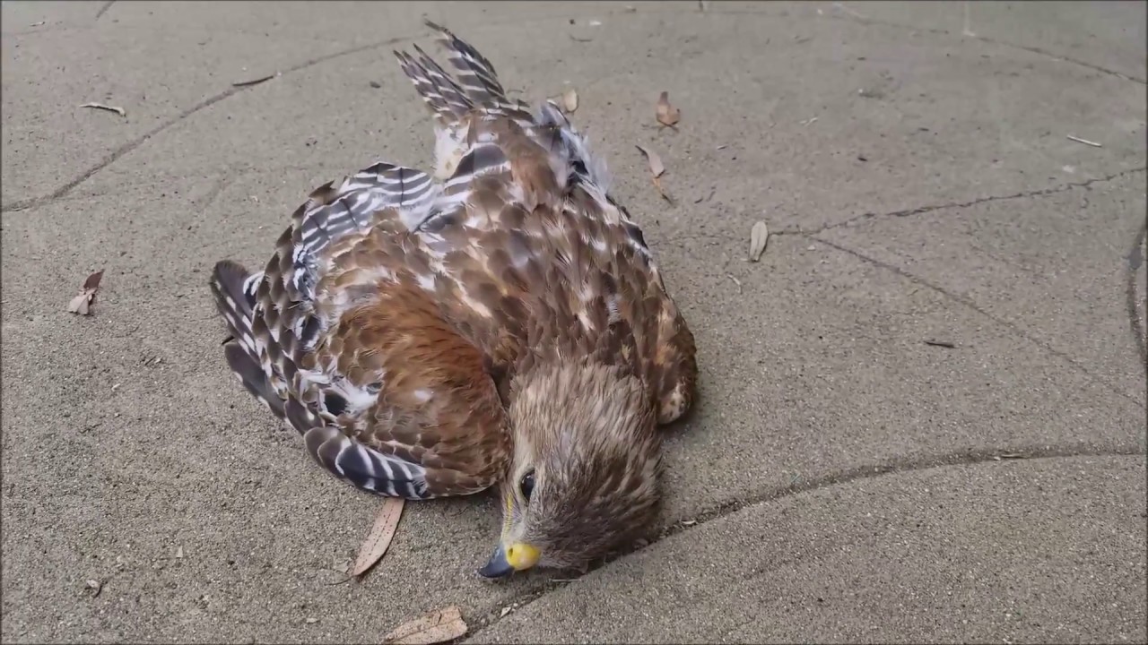 RedShouldered Hawk survives flying into Window That's gonna leave a