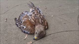 hawk shouldered flying into
