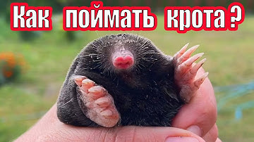 Как поймать крота самый эффективный метод - but how to catch a mole