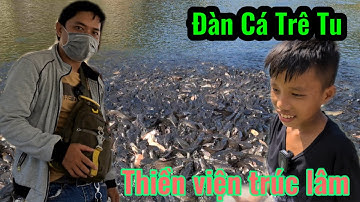 Cùng Chí Thiện Cho Đàn Cá Trê Nhiều Nhất Ở Miền Tây Ăn, Ở Thiền Viện Trúc Lâm ,Thoại Sơn An Giang