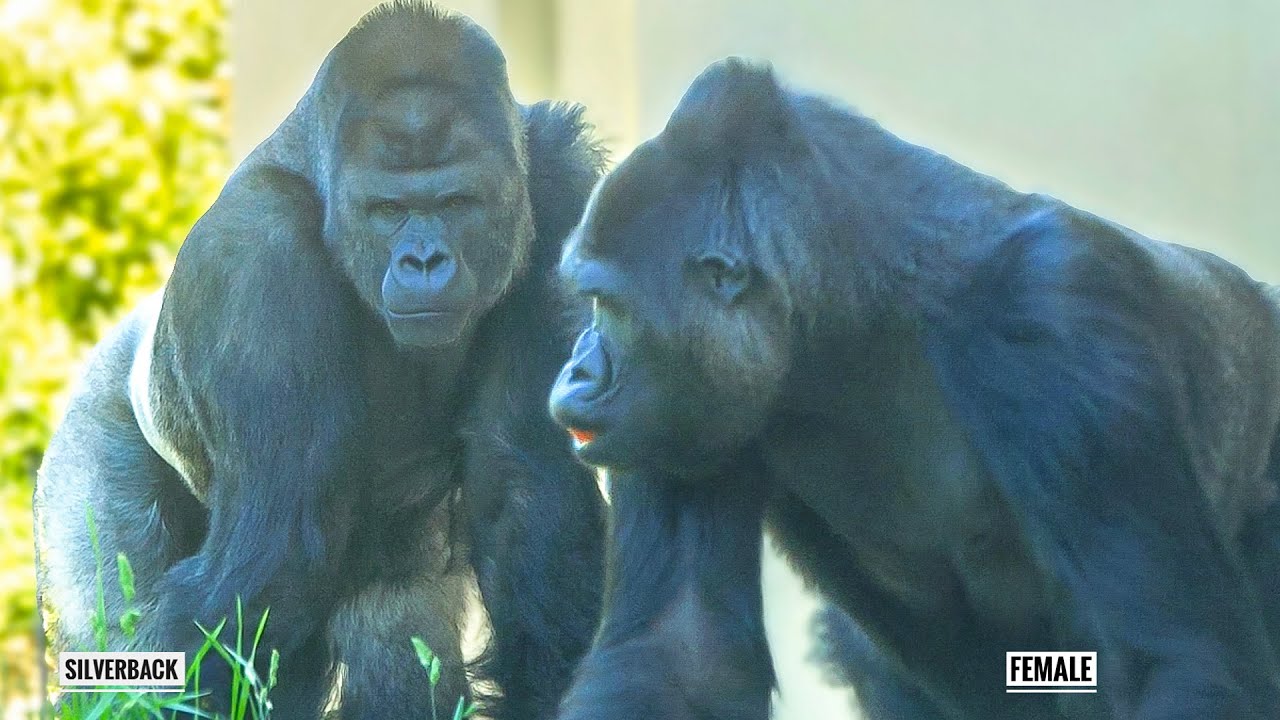 Серебряная спина гориллы готовится к спариванию с самкой. Семья Шабани