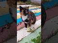 Unusual tortoiseshell cat 🐱 / Необычный черепаховый котик 🐈 #kitten #catvideos #cat #cats
