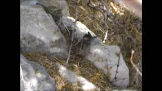 Roadrunner Chick Out of Nest
