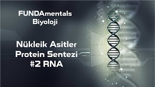 Nükleik Asitler Protein Sentezi Rna