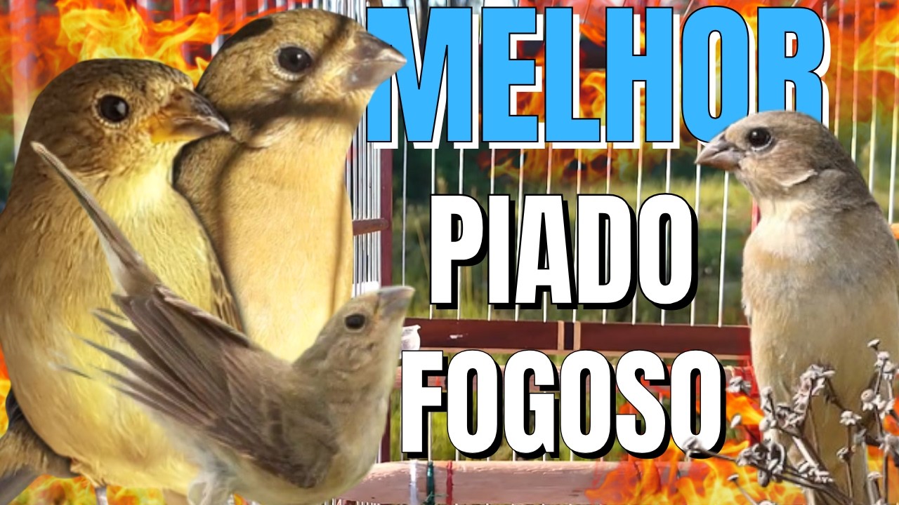 Piado de fêmea de papa capim vai deixar seu papa capim cantando Muito RÁPIDO !