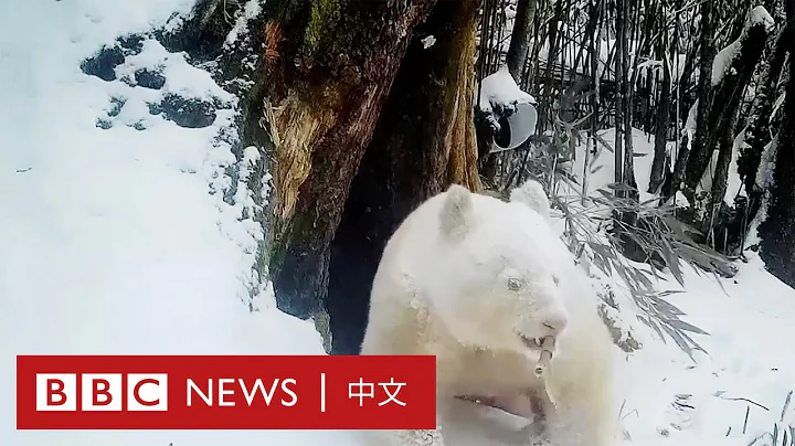 中國四川臥龍首次公開白色大熊貓影像－ BBC News 中文 - 天天要聞