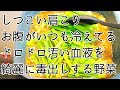 【解毒力強化】東洋医学でとにかく体にいいから常に食べてね！と言われる体を温める野菜を使って血液を綺麗にするスープを作りました。