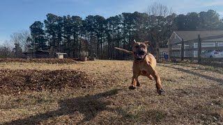 Download Lagu Stability Training with Aizen the Rhodesian Ridgeback MP3