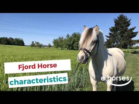 Video: Holsteiner Horse