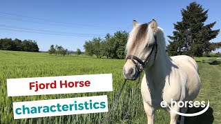 Fjord Horse  | characteristics, origin & disciplines