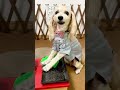 【犬の焼肉屋さん】『ごゆっくりど〜ぞ』だそうですっw#shorts #ペット #犬 #おしゃべりペット #焼肉
