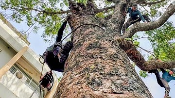 Cưa cây xà cừ siêu  to  khủng  lồ  ,Nhiều  năm  tủi  ,Ở  hà  tiên  .Cưa  cây  kỷ  thuật  cao