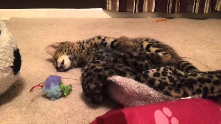 Video 1036461: serval kitten, serval jump