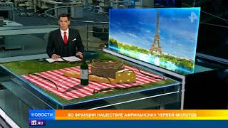 Во Франции переживают нашествие африканских червей-молотов