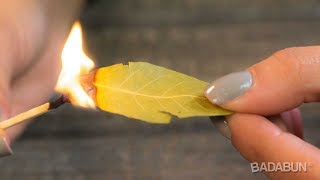 Mira por qué debes quemar una hoja de Laurel en tu casa