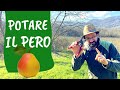POTATURA del PERO: come e quando potare l'albero di pere