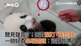 貓熊圓寶緊盯搖鈴鼓 第一次聽見聲音 一臉好奇呆萌｜臺北市立動物園