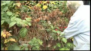 Pruning Raspberries