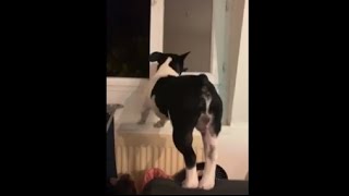 Dog Falls Off A Chair After Failing To Jump Onto The Window