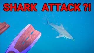 The Truth About Scuba Diving Shark Encounters