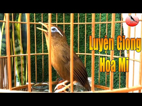 Video Họa mi hót đấu giọng già rừng siêu hay kích chim hót... - youtube