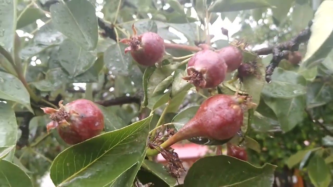 CENNET GİBİ BİR MEMLEKET BAHAR KOKUSU VATANİM( GELDİSER) BAHCE MAHALLE