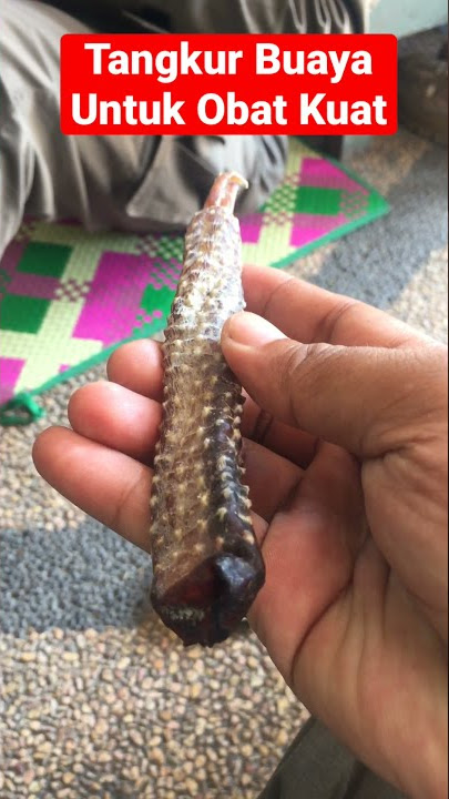 Tangkur Buaya untuk Obat Kuat