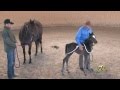 Foal Handling with Monty Roberts