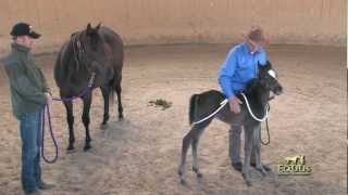 Foal Handling with Monty Roberts