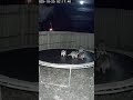 Raccoons Jump on Trampoline — Caught on CCTV at Night! 🦝😂🌙7bb1feac cc1e 4c63 8296 dda1bd87ac4c