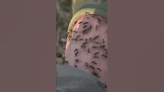 4 US Cities in Lockdown Over Mosquito Fear! thumbnail