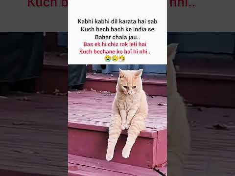#funny #cat #youtubeshorts #trending #memes