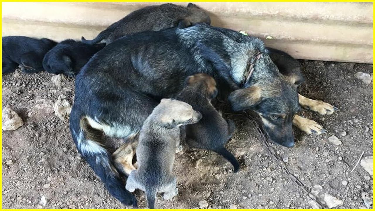 Rescue Stray Mom Dog & Her 6 Puppies from a Life of Neglect and Bad ...