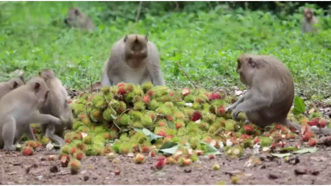 Schade, dass Sie kein Affe sind, denn dann würdest Du Dich anders ernähren - Natura Vitalis Network