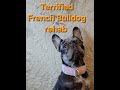 Terrified French Bulldog S Rehab mp3