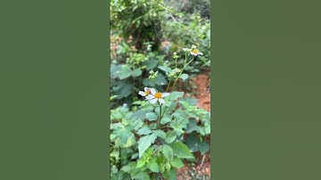 CÂY XUYẾN CHI - Công dụng tuyệt vời ít người biết của loài cây mọc hoang.