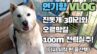 진돗개 3마리와 100m 전력질주하기!  [연기향 VLOG]