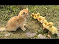 The kitten is so funnytaking the duck to find treasurethe treasure contains delicious foodso cute