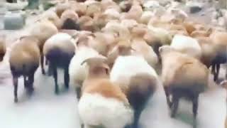 Watch Cows Shaking video