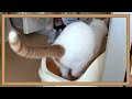 猫のキクちゃんがうんちゃんのする様子☆Kiku-chan, a cat, pooping