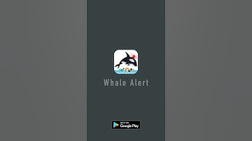 Whale Alert
