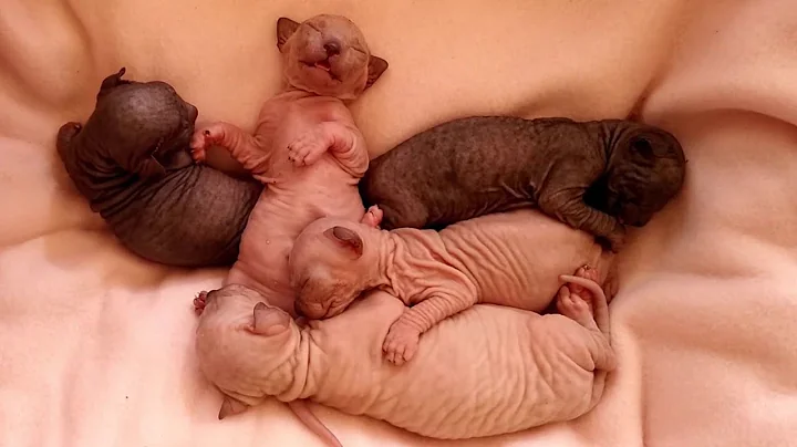 Video 11295641: don sphynx cats, sphynx baby kitten, sweet sphynx