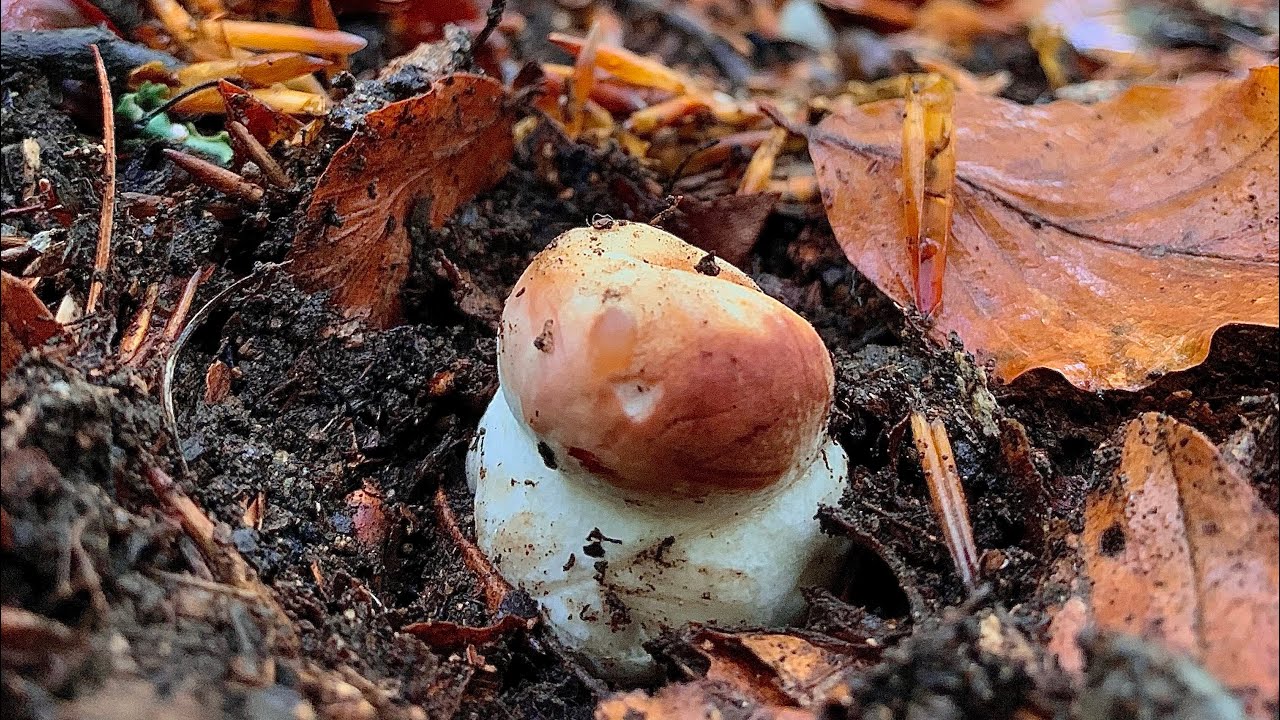 PORCINI MAGGIO 2023 !! Il risveglio della faggeta alpina in una