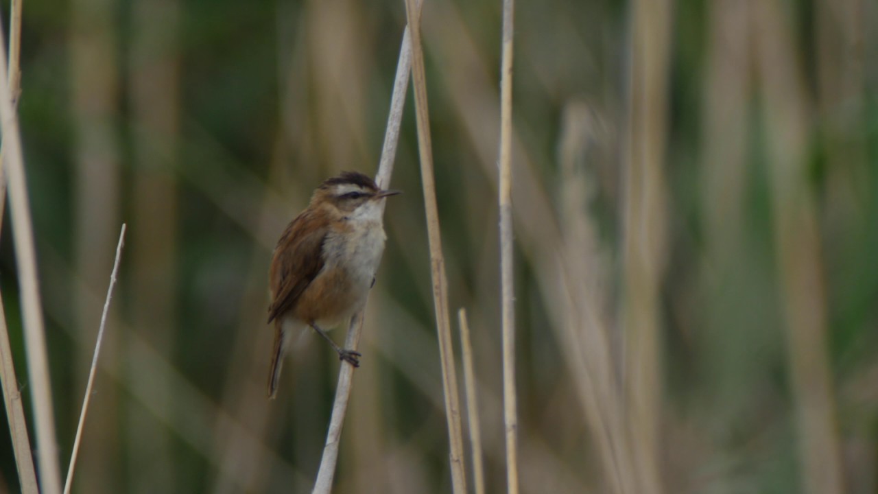 Moustached Warbler (Acrocephalus melanopogon) 