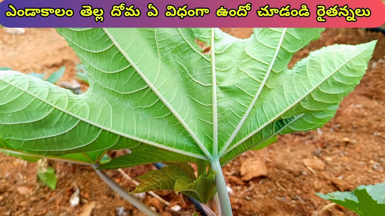 ఎండాకాలం తెల్ల దోమ దాడి పంటలకు ప్రమాదం 