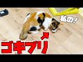 家に現れたゴキブリを子猫が咥えて持ち逃げしました…【大パニック】