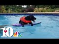 Adorable pool party from Smoky Mountain Service Dogs