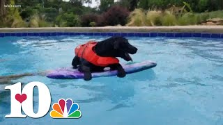 Adorable pool party from Smoky Mountain Service Dogs