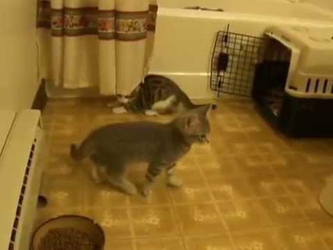 Meet The Kittens - YouTube