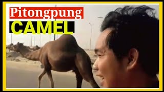 ANG MGA CAMEL AT NALIGO SA DAGAT I Vlog 31